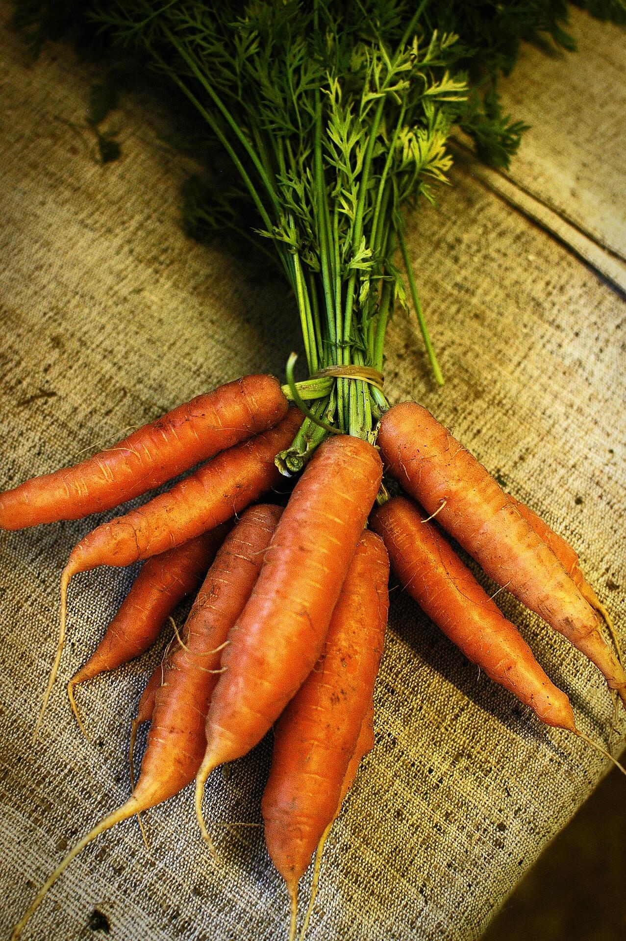 Carottes fraîches du jardin